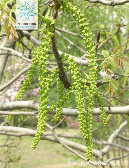  p>胡桃(拉丁学名  i>juglans regia  /i> l. ),俗称核桃 i>.