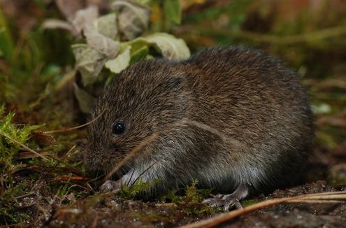  p>根田鼠(学名: i>microtus oeconomus /i>)体