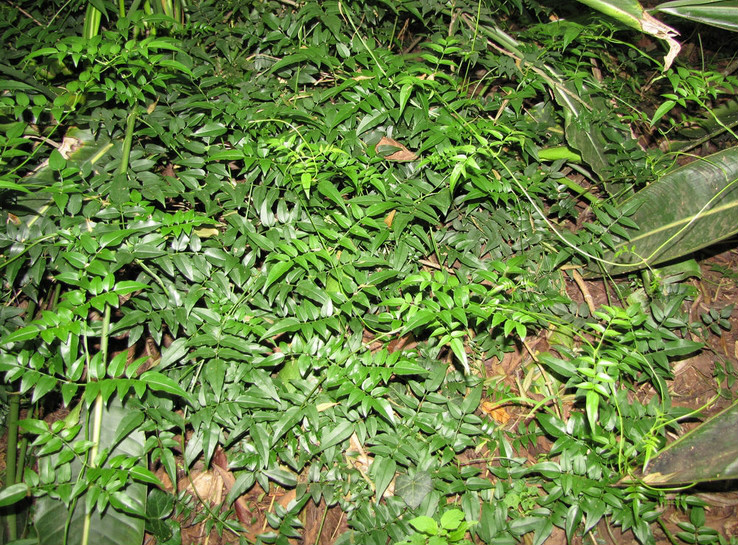  p>多花素馨(学名: i>jasminum polyanthum /i>  franch.
