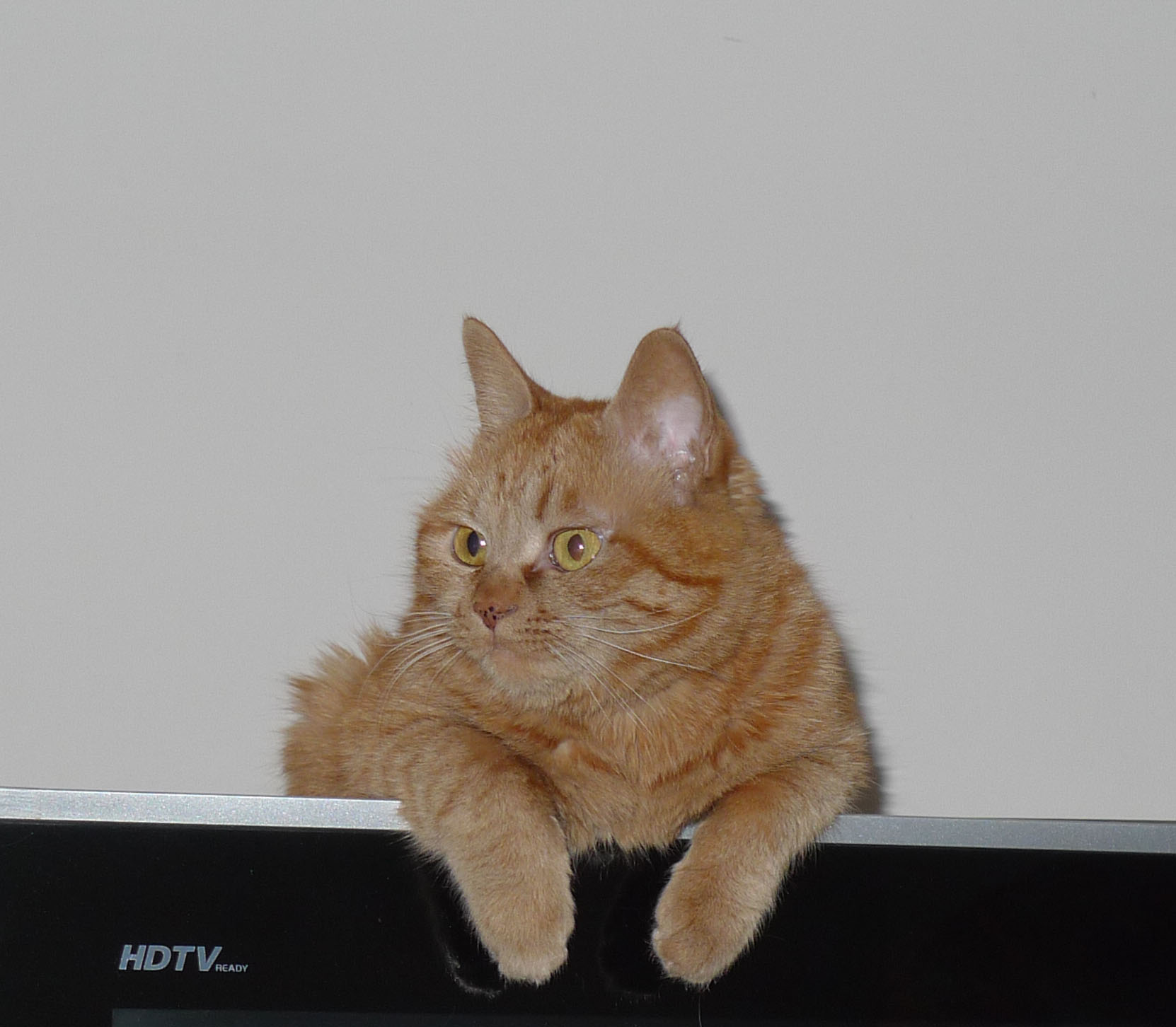  p>黄狸猫也叫 a target="_blank" href="/item/狸花猫/987844" data