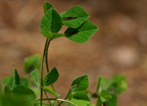 褐斑苜蓿