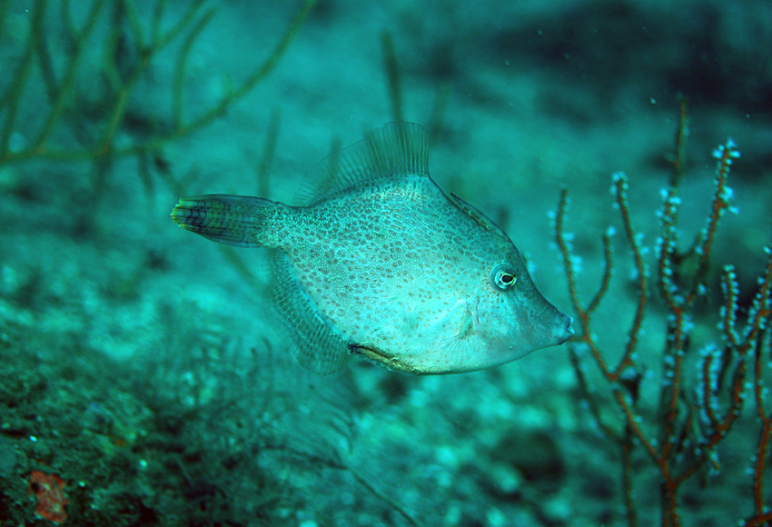  p>中华单角鲀( i>monacanthus chinensis  /i>(osbeck, 1765) 是单棘