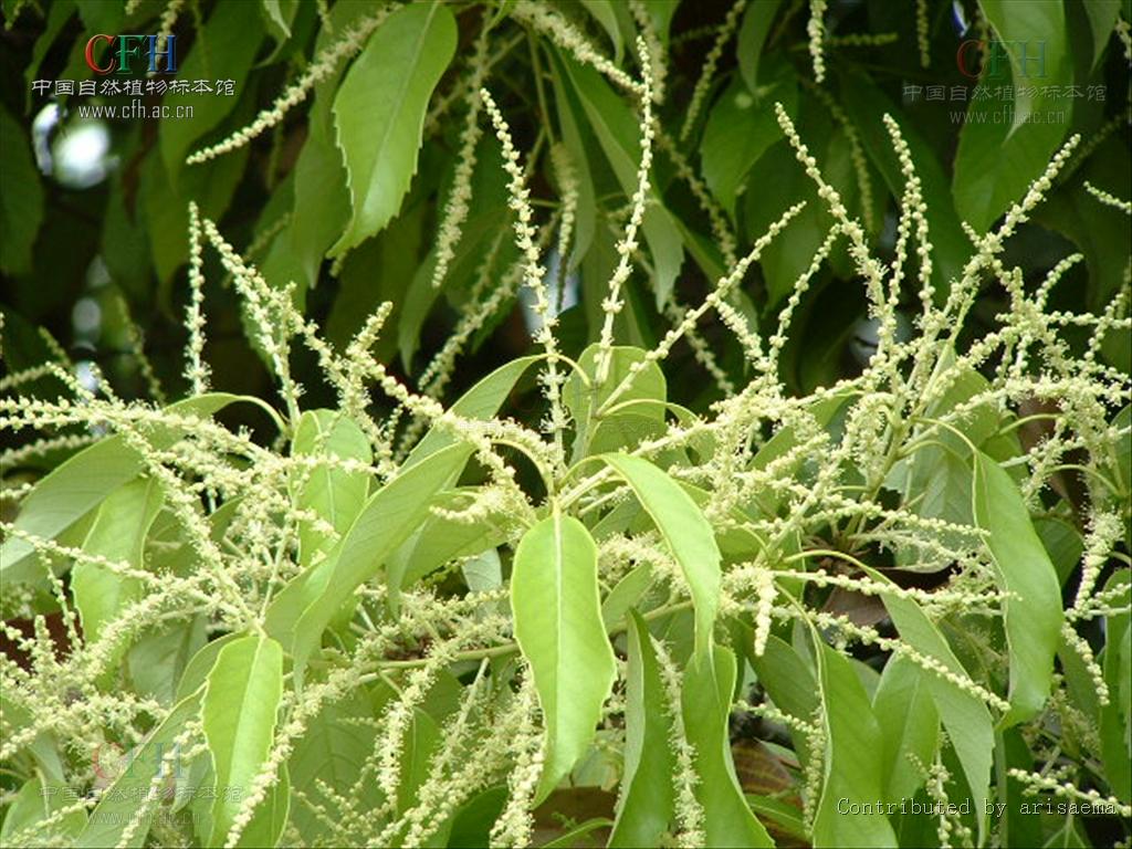 castanopsis sclerophylla (lindl.) schottky