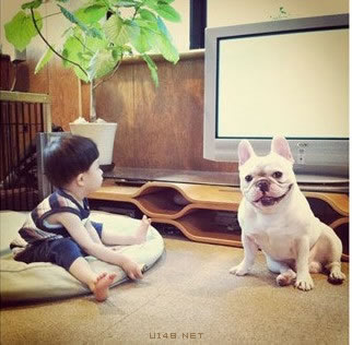 宝宝和斗牛犬的幸福生活