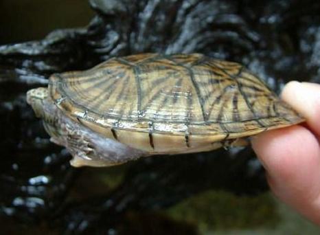  p data-id="tnisbaz05smr">麝香龟(学名: i>