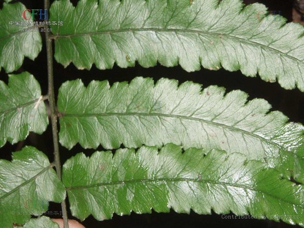 allantodia metteniana (miq.) ching