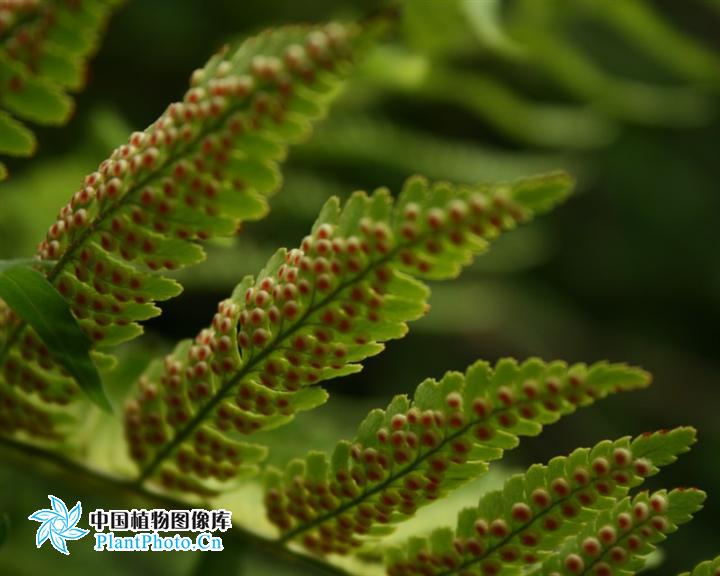 红褐鳞毛蕨