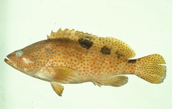  p>鲑点石斑鱼,epinephelus trimaculatus, a target="_blank" href="