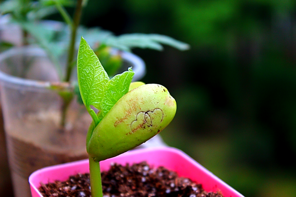 喜温耐热,发芽适温10-38℃,植株生长适温10-35℃,是多年生植物. /p>
