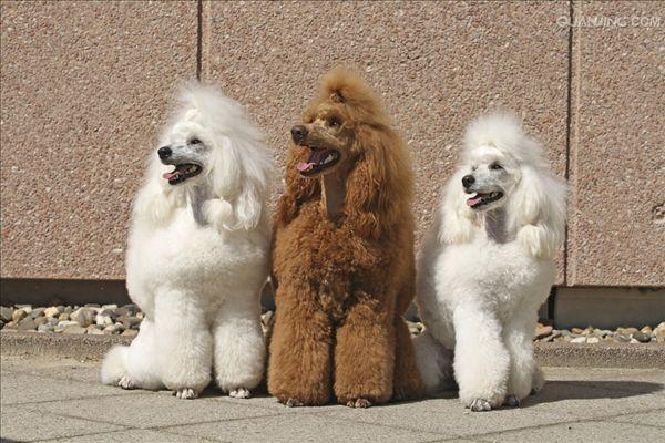 贵宾犬