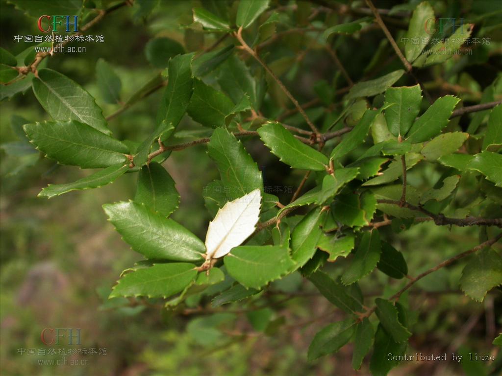  p>岩栎为乔木植物.
