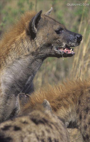  p>斑鬣狗(学名: i>crocuta crocuta /i>):又名斑点鬣狗,体长约95-160