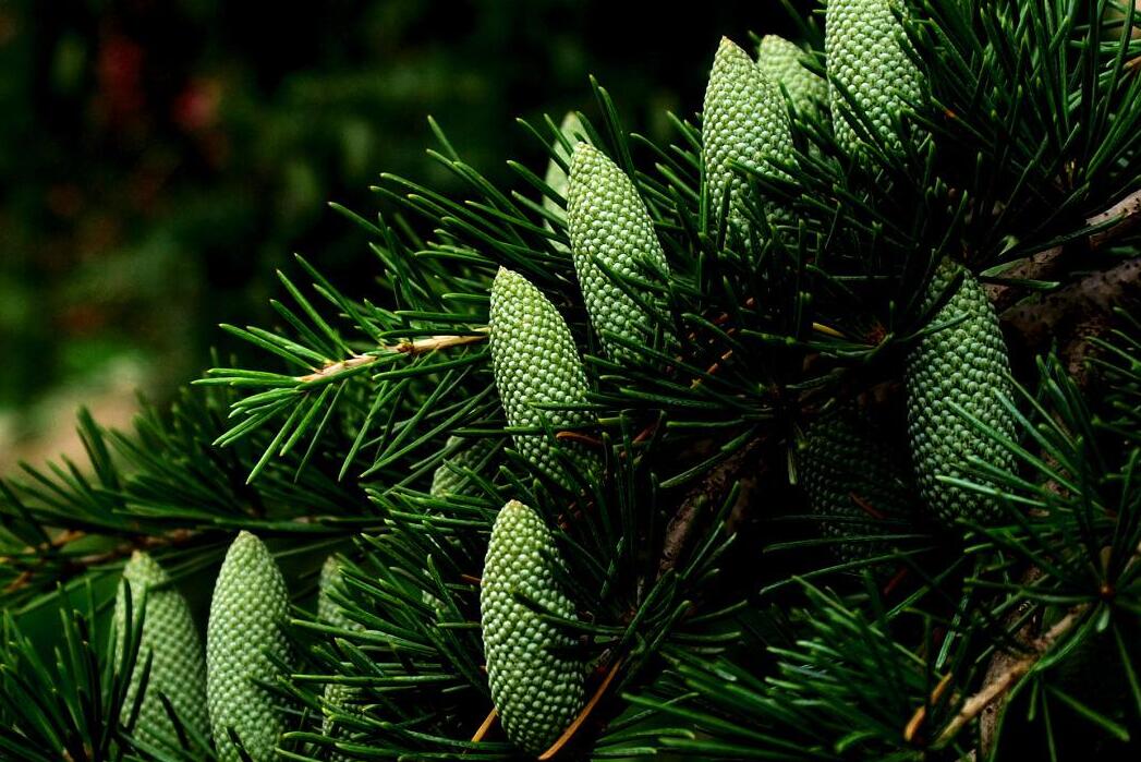 cedrus atlantica manetti