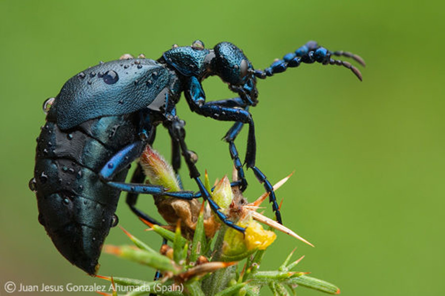  p>昆虫名,为鞘翅目, a href="#" data-lemmaid="2663861">隐翅虫科 