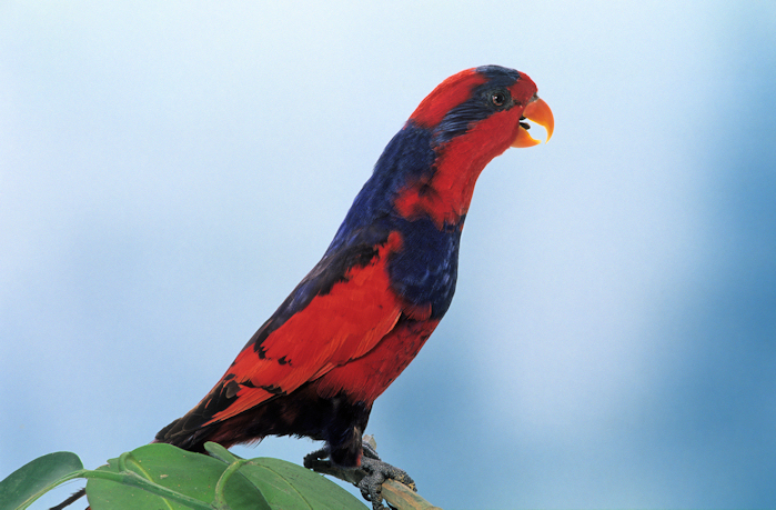  p>红蓝吸蜜鹦鹉(学名: i>eos histrio /i>)羽色鲜艳,鹦鹉鸟体为红色