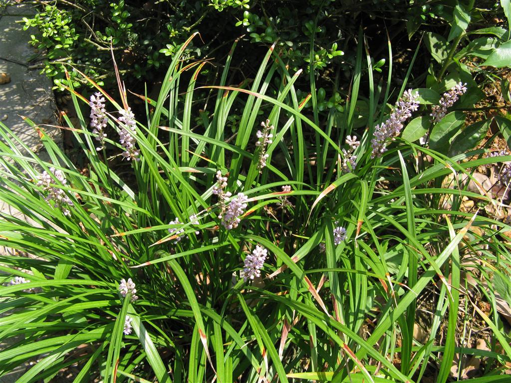  p>沿阶草(学名: i>ophiopogon bodinieri  /i>levl.)百合科草本.