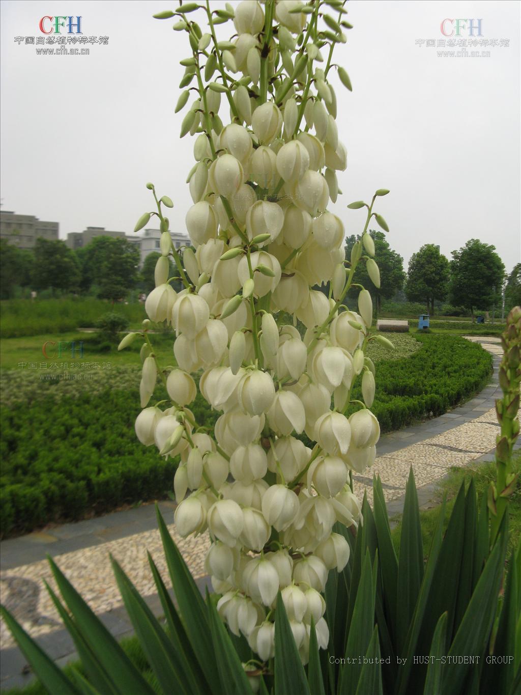 " data-lemmaid="6632464">天门冬科 /a>,属内约30种,该属植物 a