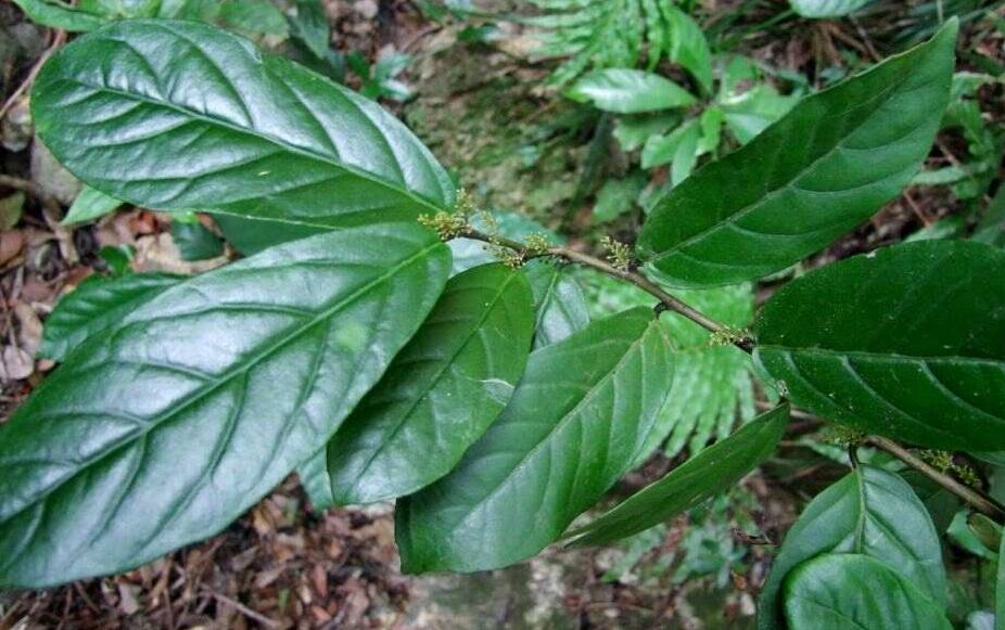  p>毛杜茎山,学名maesa permollis kurz, a target="_blank" href="