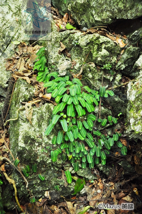  p>迭叶楼梯草( a target="_blank" href="/item/学名/8074290" data