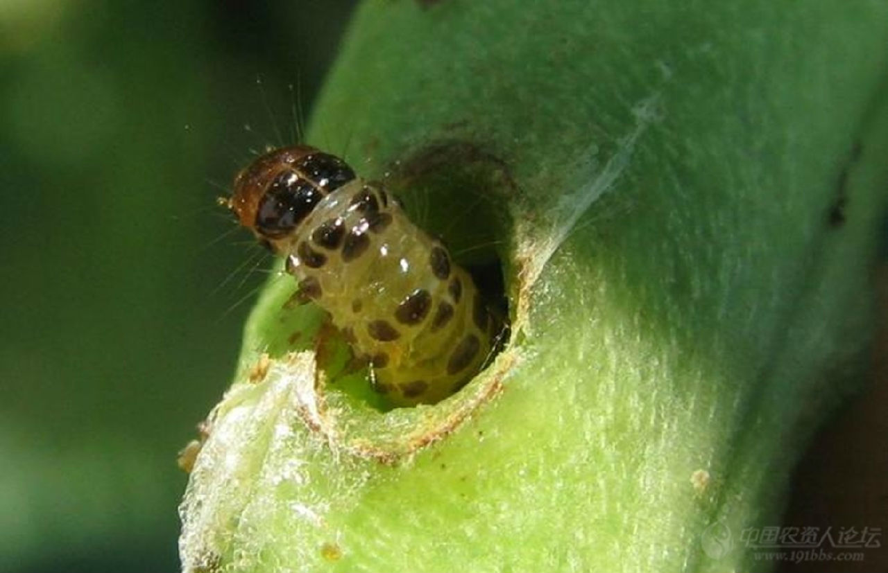 以幼虫在豆荚内蛀食豆粒,被害籽粒重则蛀空,仅剩种子