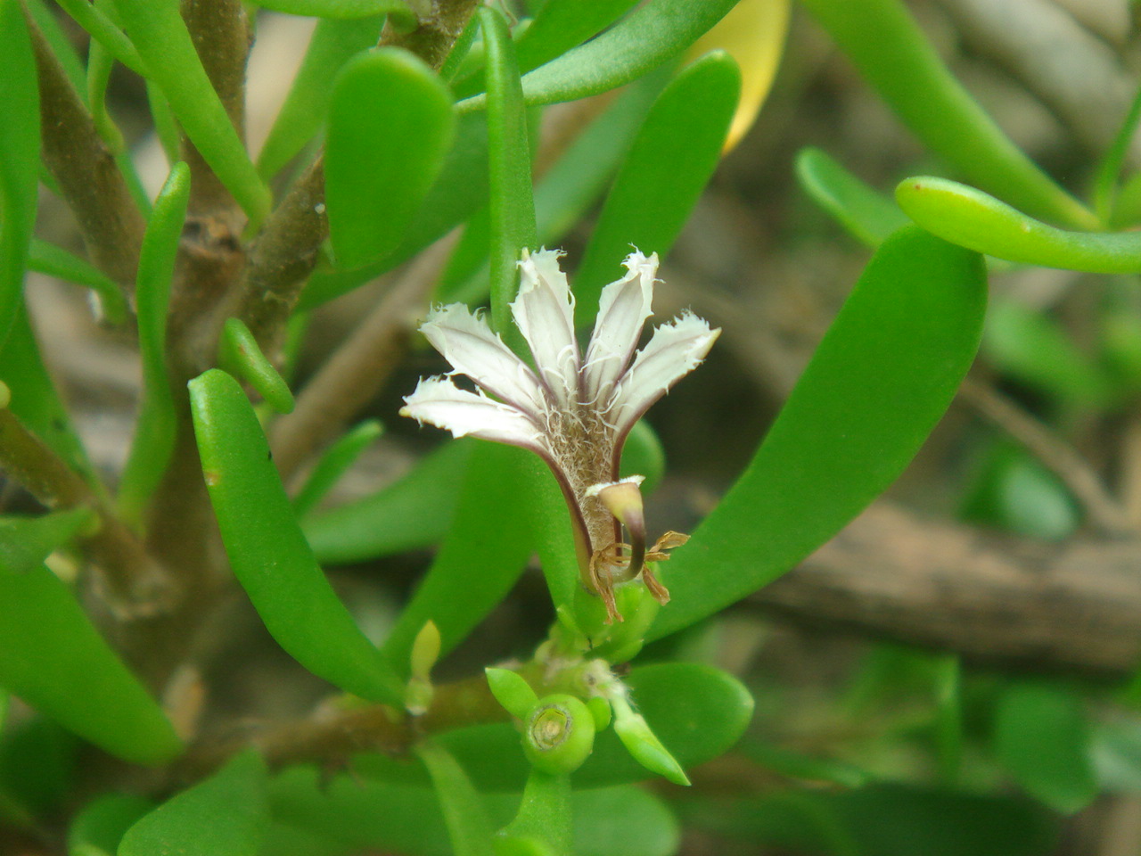 scaevola hainanensis