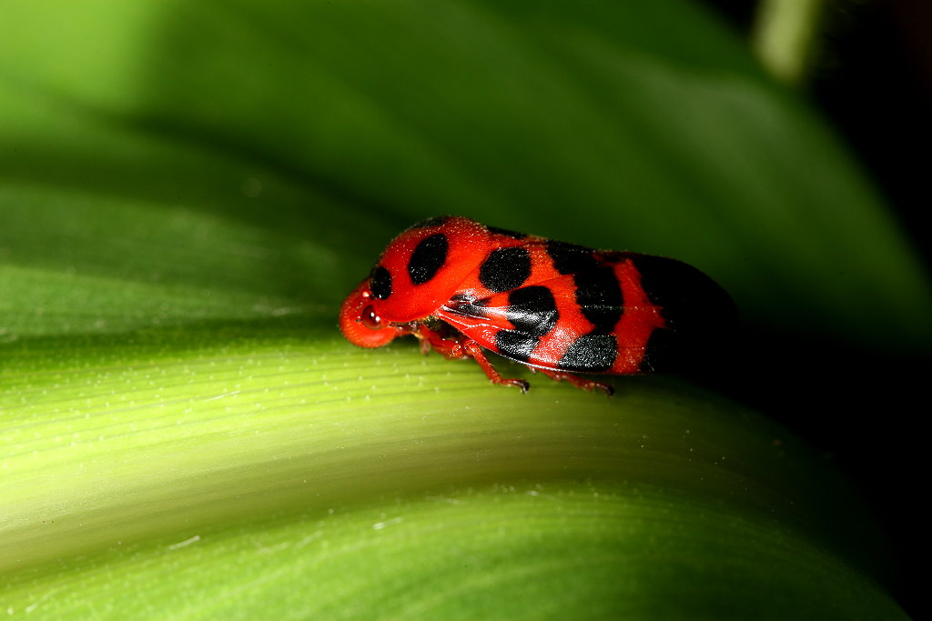 莲藕食根金花虫