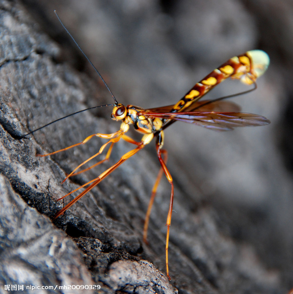  p>蚊科(学名culicidae)是 a href="#" data-lemmaid="1622302">昆虫