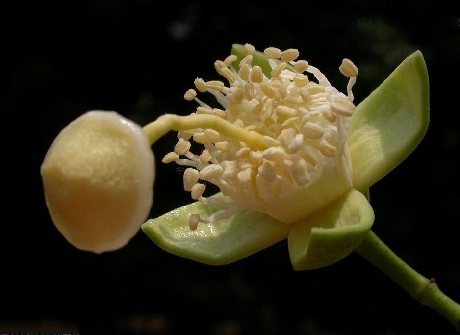  p>无瓣海桑(学名: i>sonneratia apetala /i>  buch.-ham. a>.