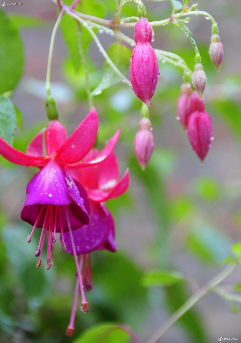 是柳叶菜科倒挂金钟属亚灌木植物.