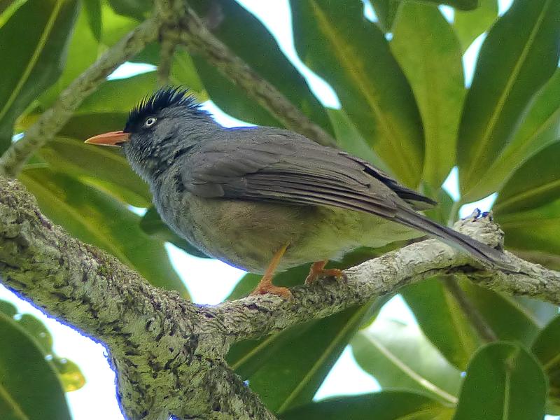  p>绿短脚鹎(学名:hypsipetes borbonicus,英文名:reunion bulbul)是 