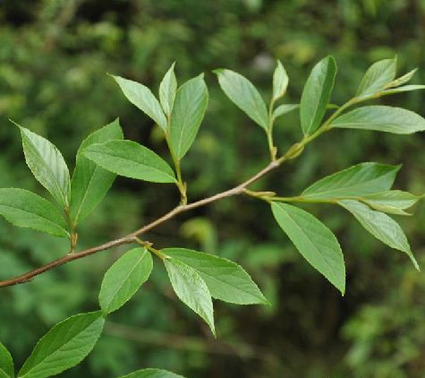 hwang)是安息香科 安息香属植物,灌木,高可达3米;冬芽圆锥形,叶互生