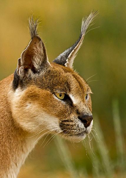  p>狞猫(拉丁学名: i>caracal caracal /i>),体型中等,毛发有许多种