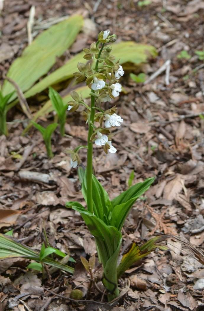  p>棒距虾脊兰(学名: i>calanthe clavata /i> lindl.