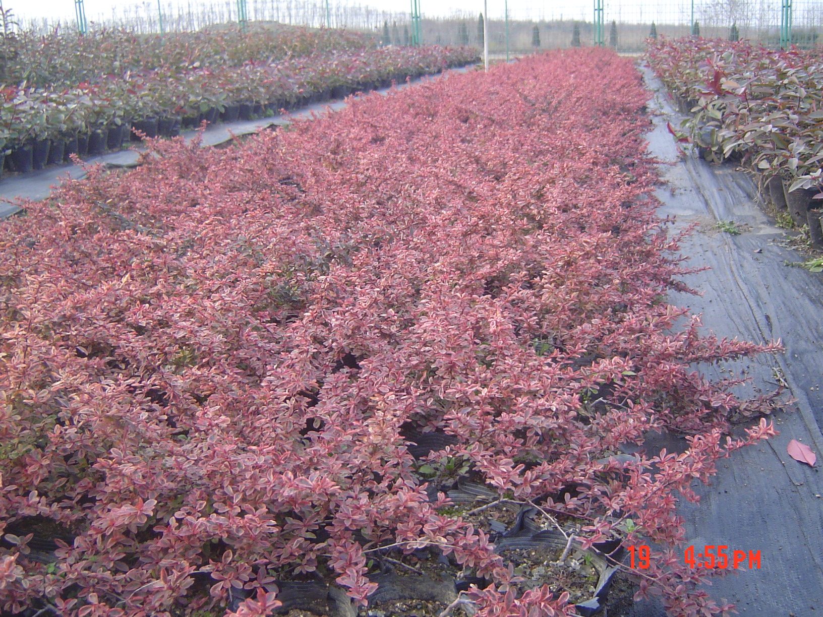 小丑火棘叶卵形,叶片有乳白色斑纹,冬季叶片粉红色;花白色;红色的小梨