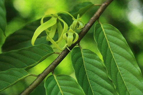 依兰（番荔枝科依兰属植物）_百度百科