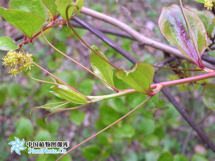 "#" data-lemmaid="1757999">菝葜属 /a>攀援灌木植物,具粗短的根状茎
