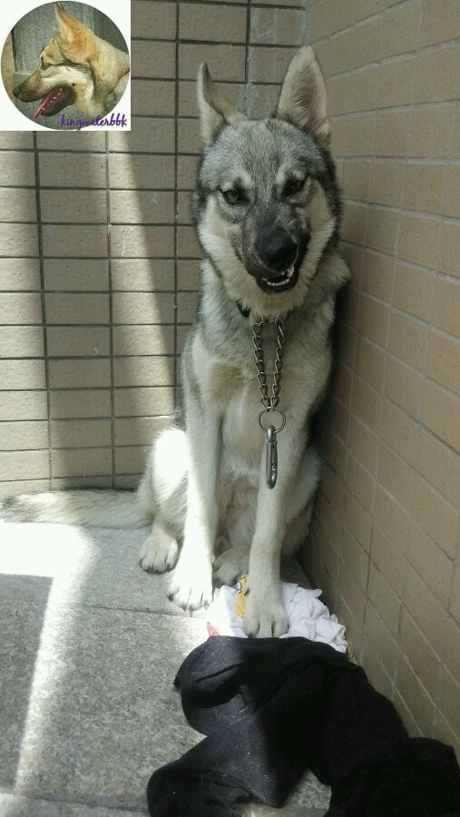 杂交狼狼混血串种狼