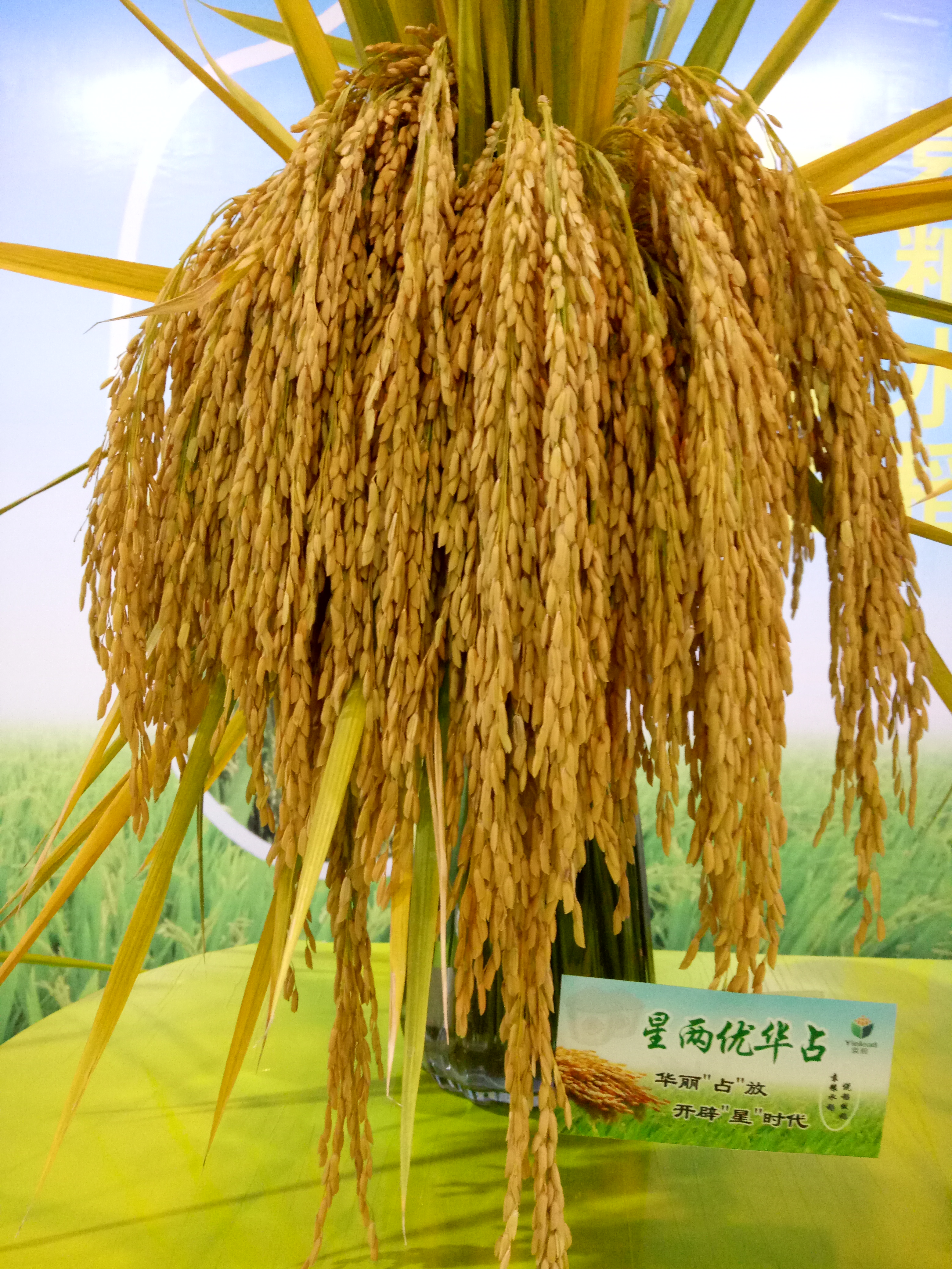 星两优华占,籼型两系杂交水稻,安徽袁粮水稻