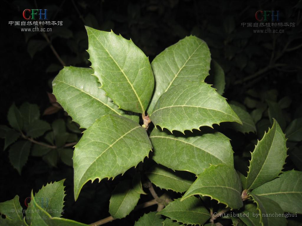  p>齿叶木犀(osmanthus × fortunei)木犀科,木犀属植物.