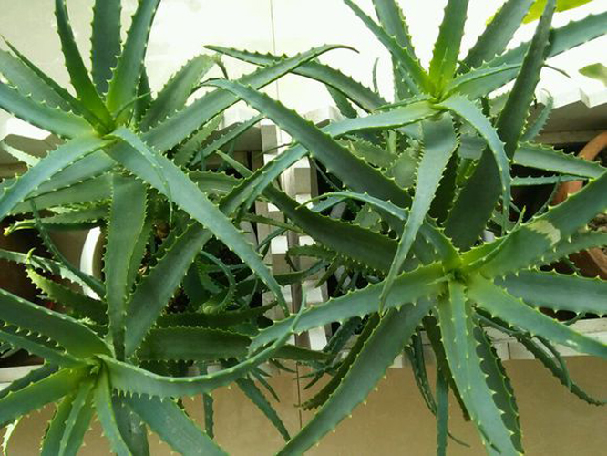 木立芦荟