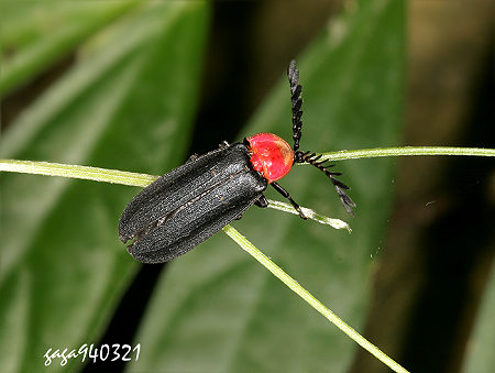  p>黑腹栉角萤前背板为红色,前缘为米黄色,翅鞘为黑色,其分布于中低
