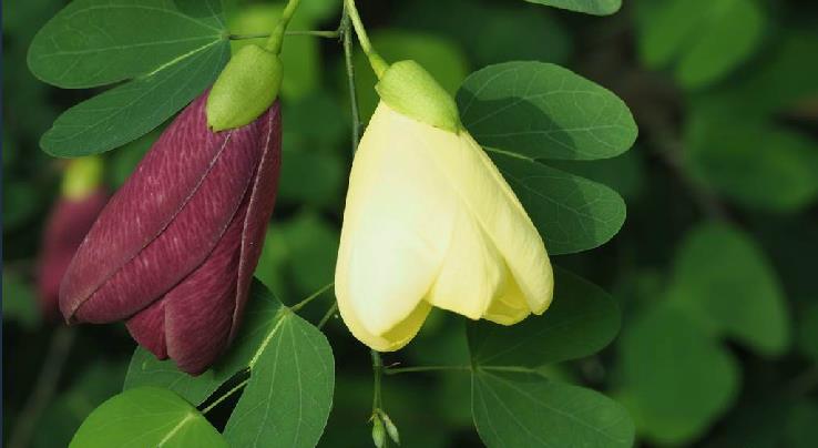  p>黄花羊蹄甲(学名: i>bauhinia tomentosa /i> l.