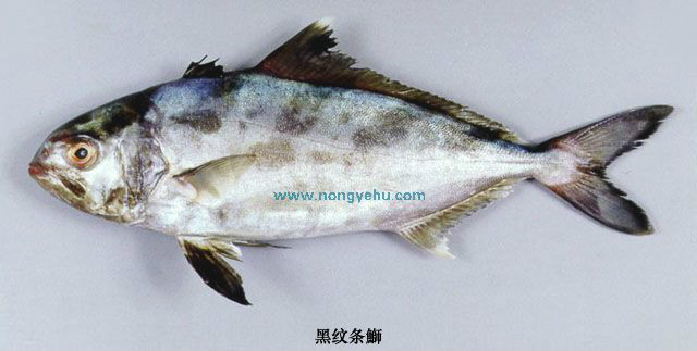 nigrofasciata /i> (ruppell), a href="#">鲹科 /a>条鰤属的一种鱼类