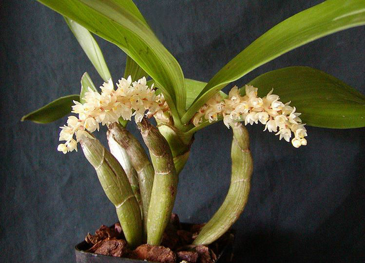  p>匍茎毛兰(学名: i>eria clausa /i>  king et pantl.