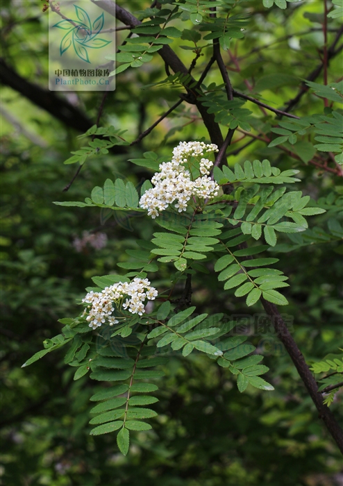  p>湖北花楸(学名:sorbus hupehensis c. k. schneid.