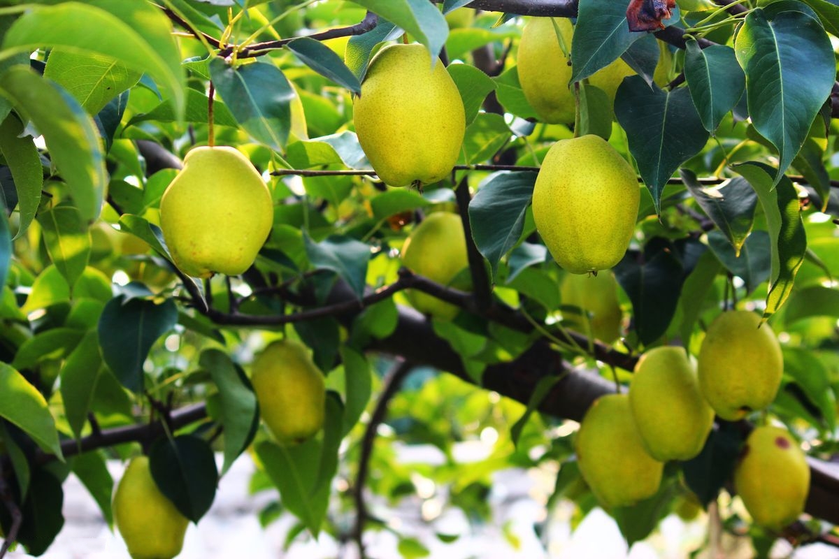 库尔勒香梨