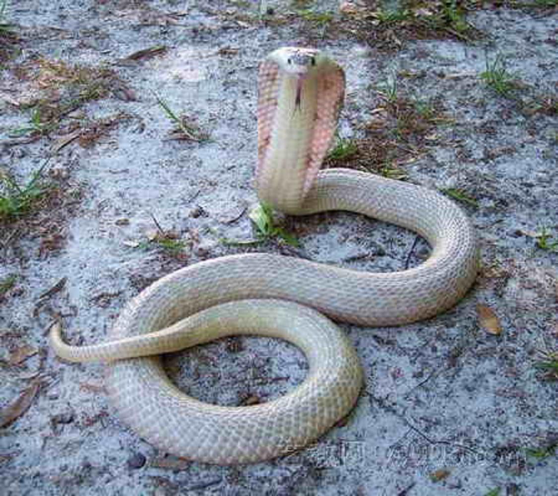 红颈射毒眼镜蛇