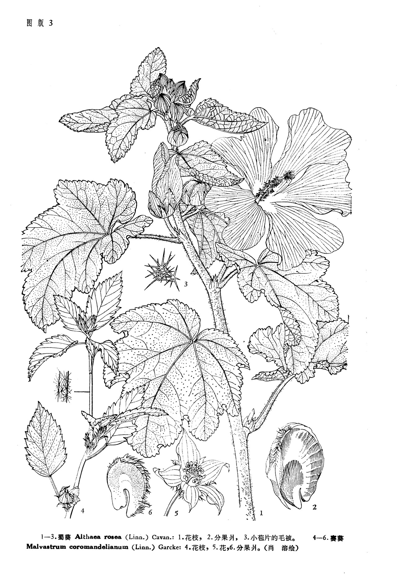 别称 a target="_blank" href="/item/一丈红/2987368" data-lemma