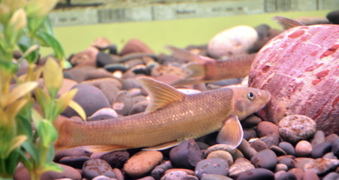  p>长鳍吻鮈(学名: i>rhinogobio ventralis) /i>是鲤科,吻鮈属的一种