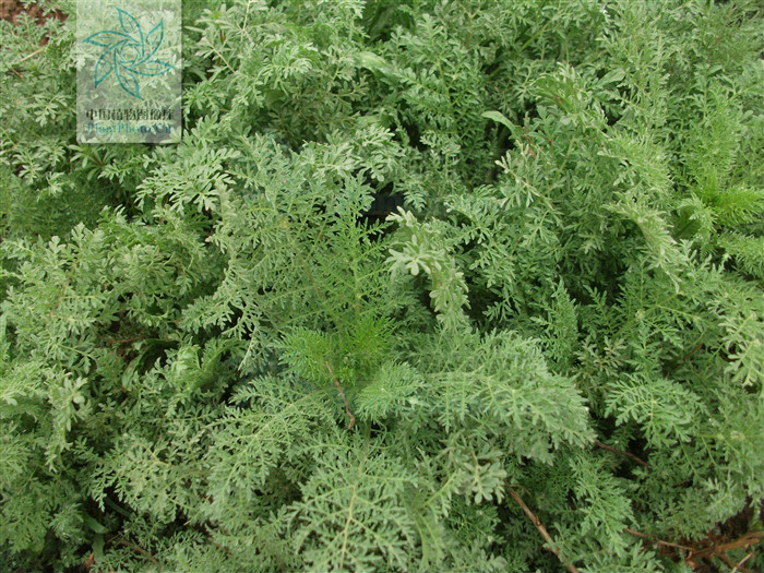  p>米蒿是 a href="#" data-lemmaid="2659935">菊科 /a>, a href="#"